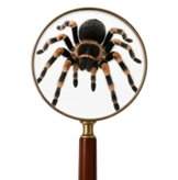 Detection spider icon